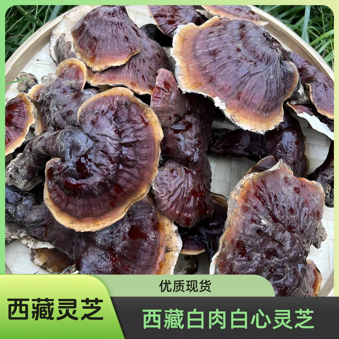 西藏白肉白心灵芝泡茶煲汤泡酒现货现称干货百草滋补菌种第一名