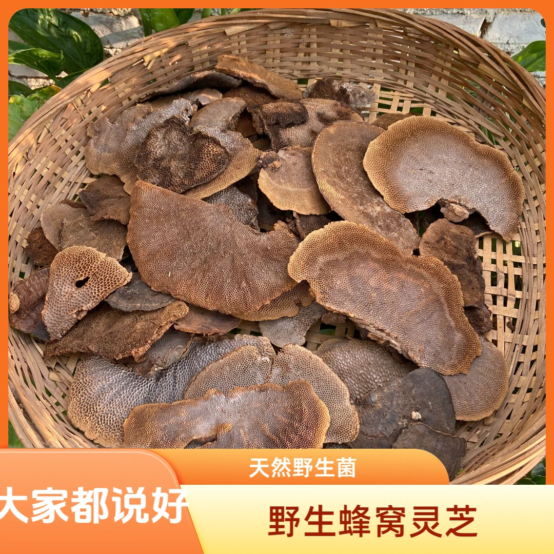 野生蜂窝灵芝毛峰窝菌可直接泡水喝伤不能和辣椒柠檬同吃