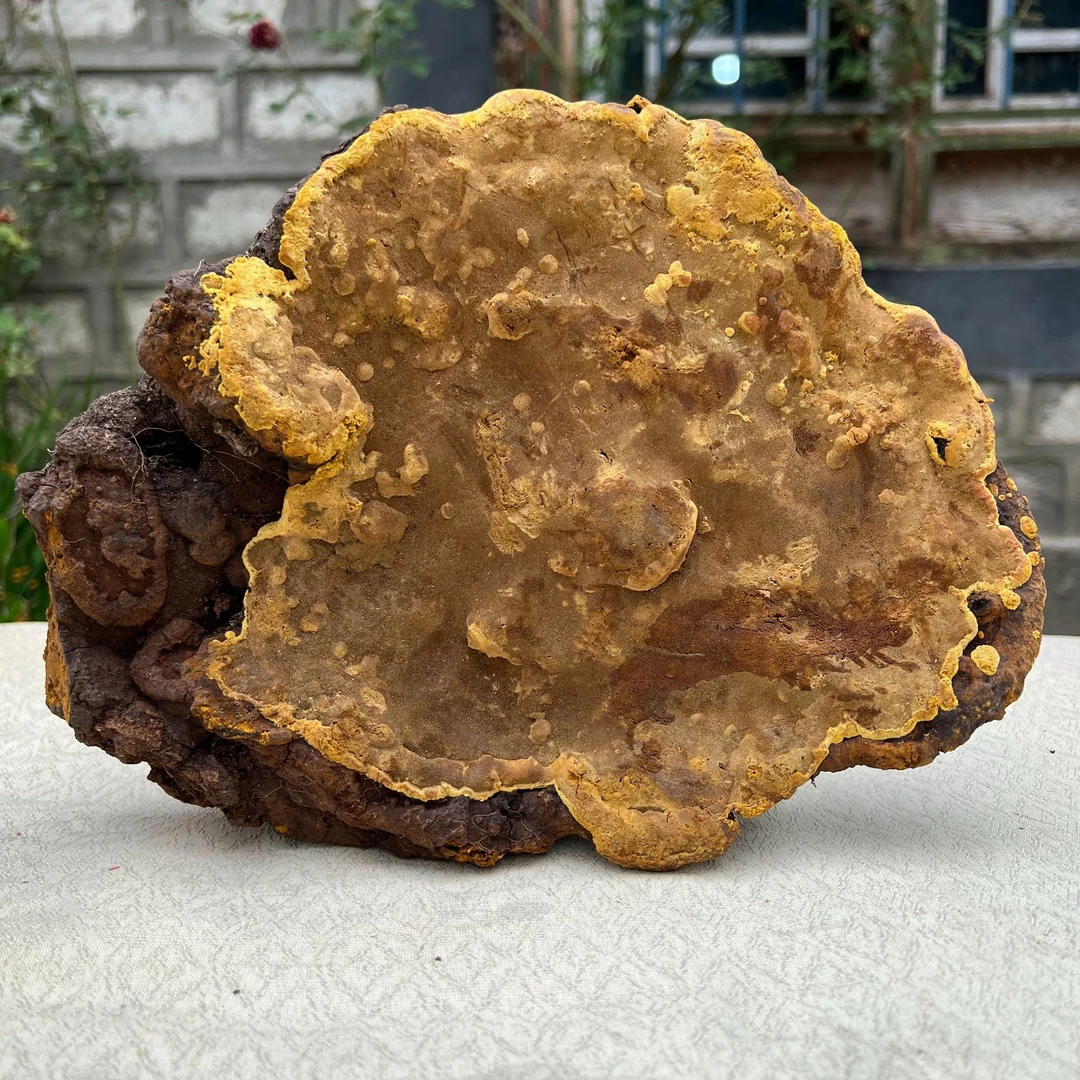 【桑树桑黄】西藏墨脱桑树桑黄配白肉白心灵芝煲汤泡茶泡酒
