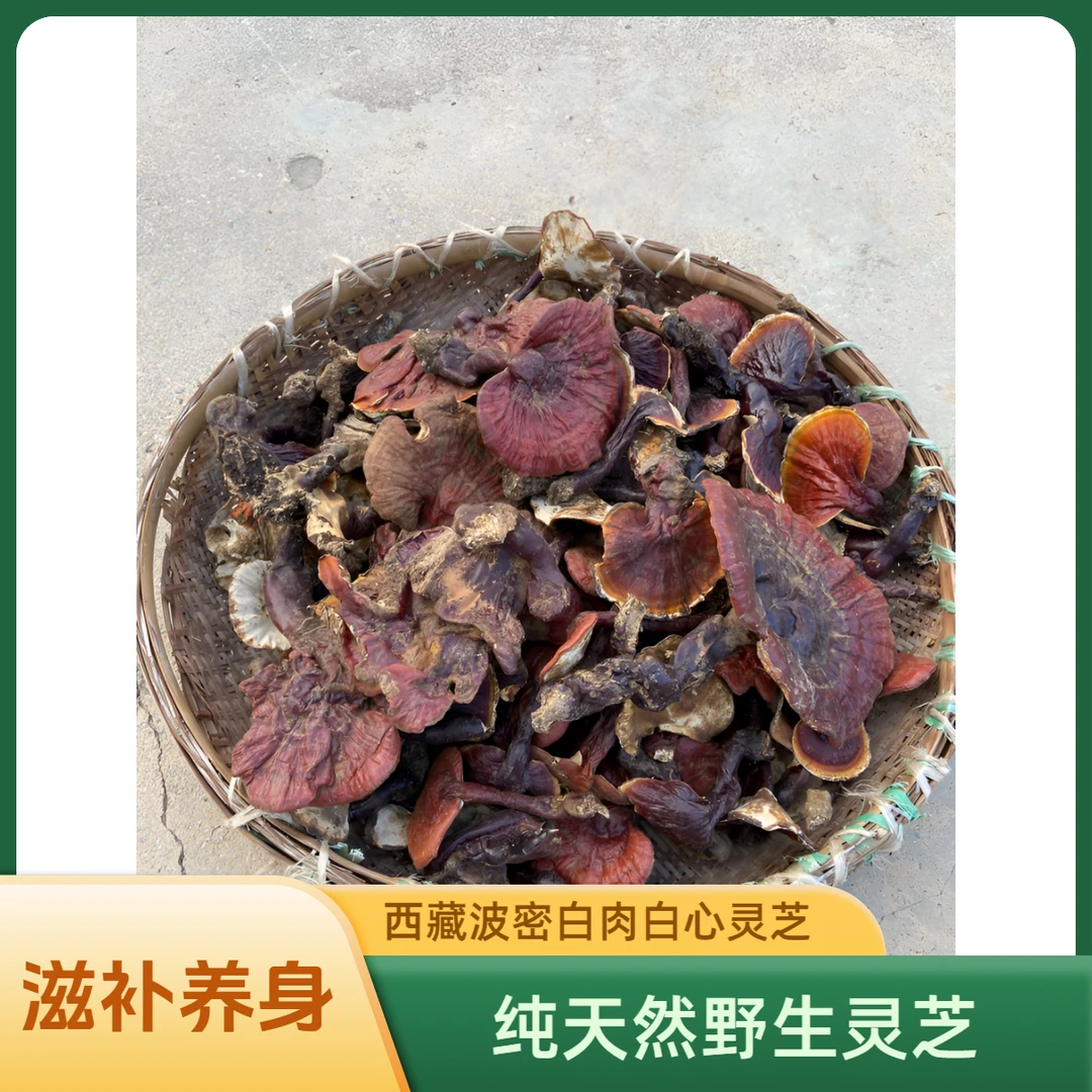 西藏波密野生白肉白心灵芝现拍现称可搭配桑树桑黄煮茶煲汤炮酒