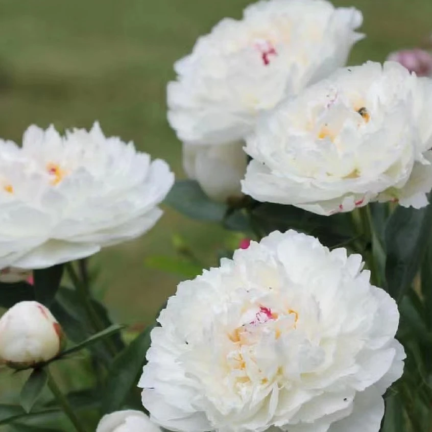 【节日盛况】对货对版山东芍药精品花苗带芽裸根苗盆栽地栽Q