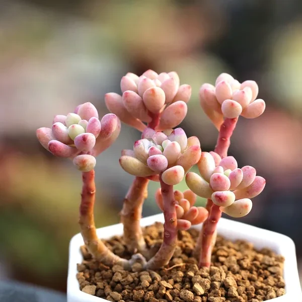 E581~E640  一物一拍 土培多肉好养  精控精养（四单包邮到家）秋季