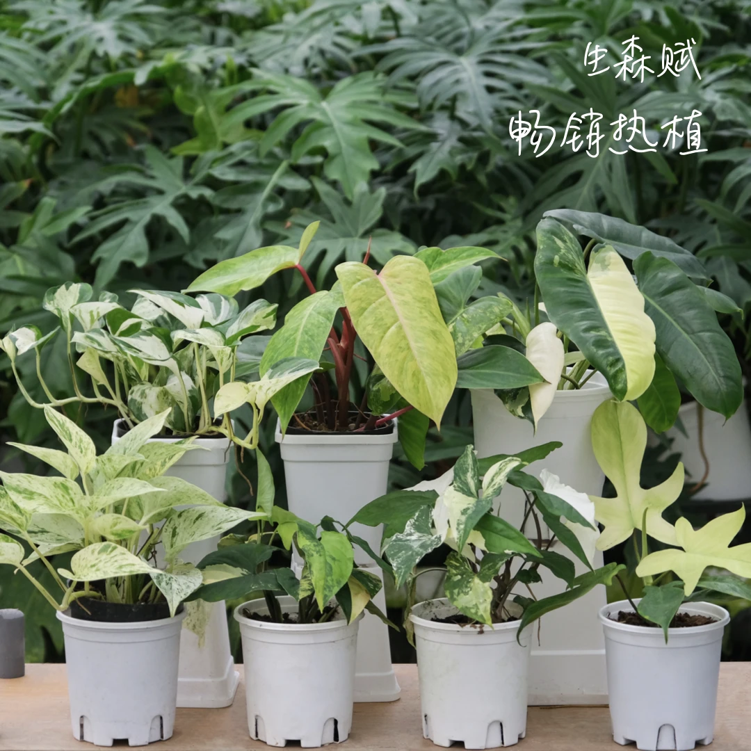 热带植物绿植蔓绿绒室内ins      一物一拍 备注品种名