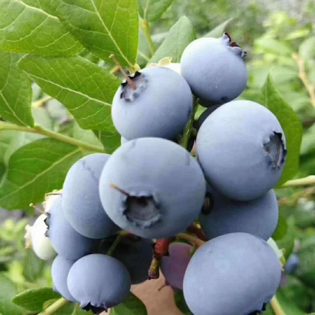【云南空运花香L25蓝莓15-18+】脆甜多汁450克顺丰同城送货上门