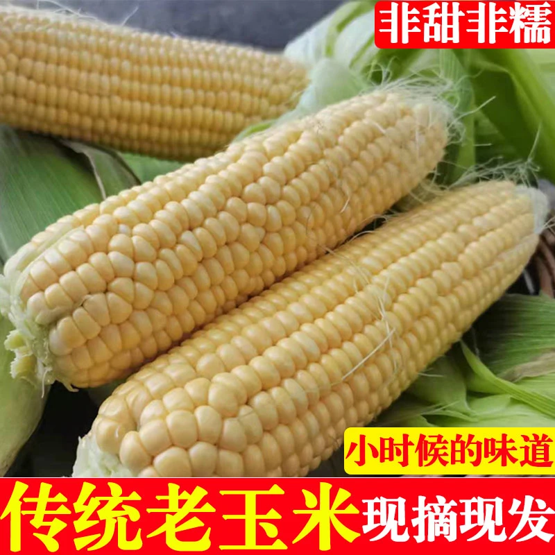 山东农村老式玉米传统老玉米笨玉米棒子新鲜带皮普通黄玉米非甜糯