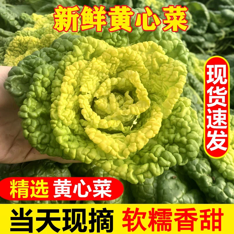 农家黄心菜新鲜乌塌菜黄心乌青菜1-5斤当季蔬菜整箱大白菜菊花塔