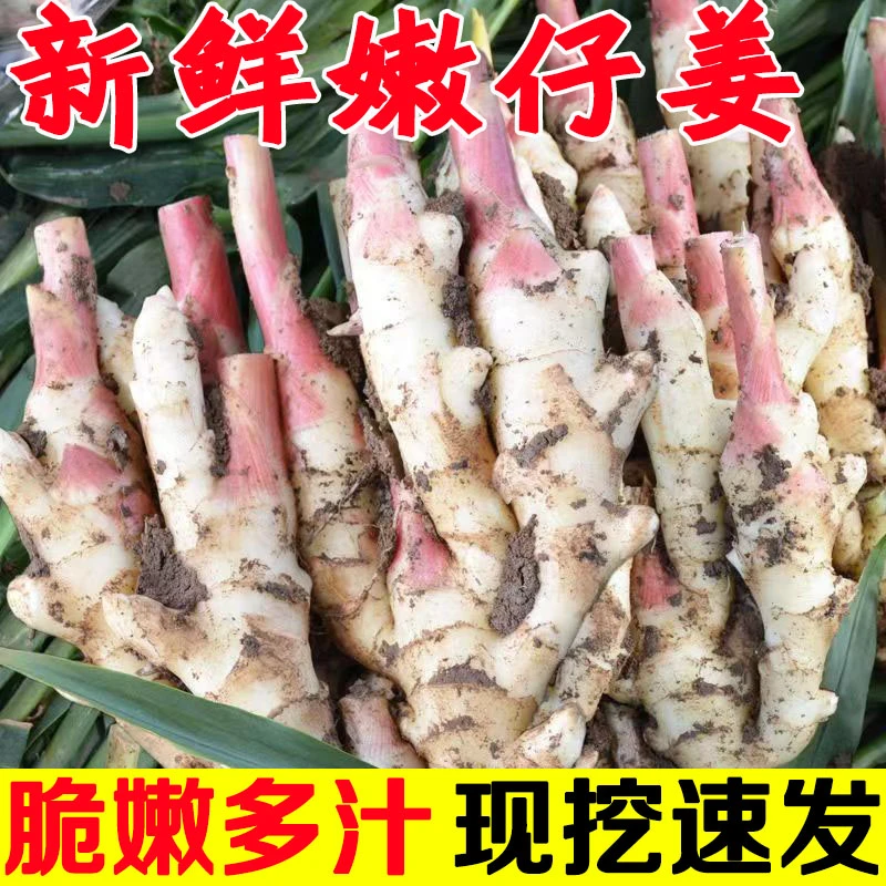 红芽嫩姜新鲜大仔姜嫩生姜嫩子姜芽生姜鲜姜蔬菜山东本地当季现挖
