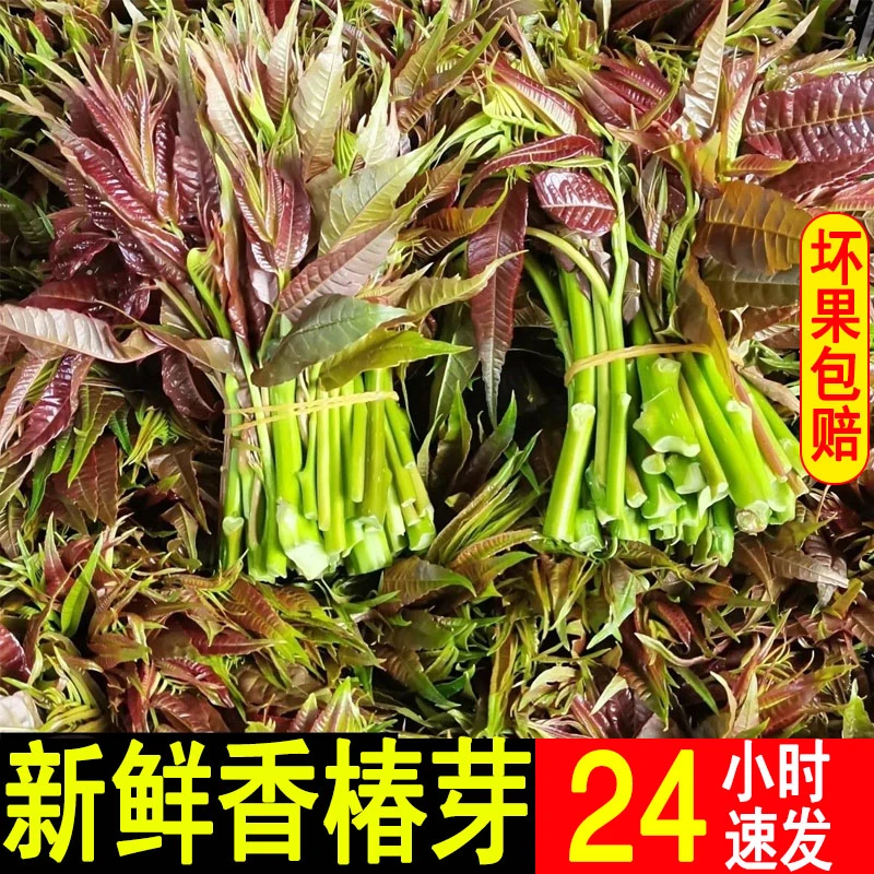 当季新鲜香椿芽2025现货包邮头茬现摘嫩芽香春芽菜蔬菜香椿头特产