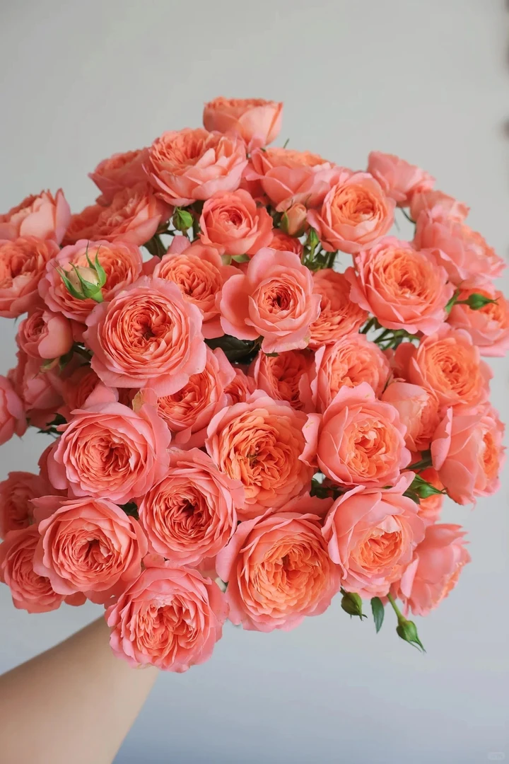 【杏色果汁多头玫瑰】云南昆明斗南直发~