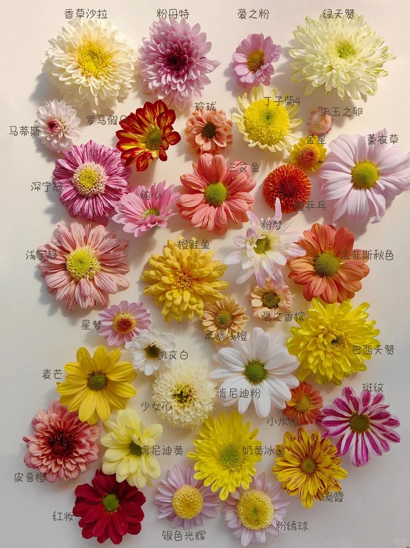 【小菊链接】云南昆明斗南直发~