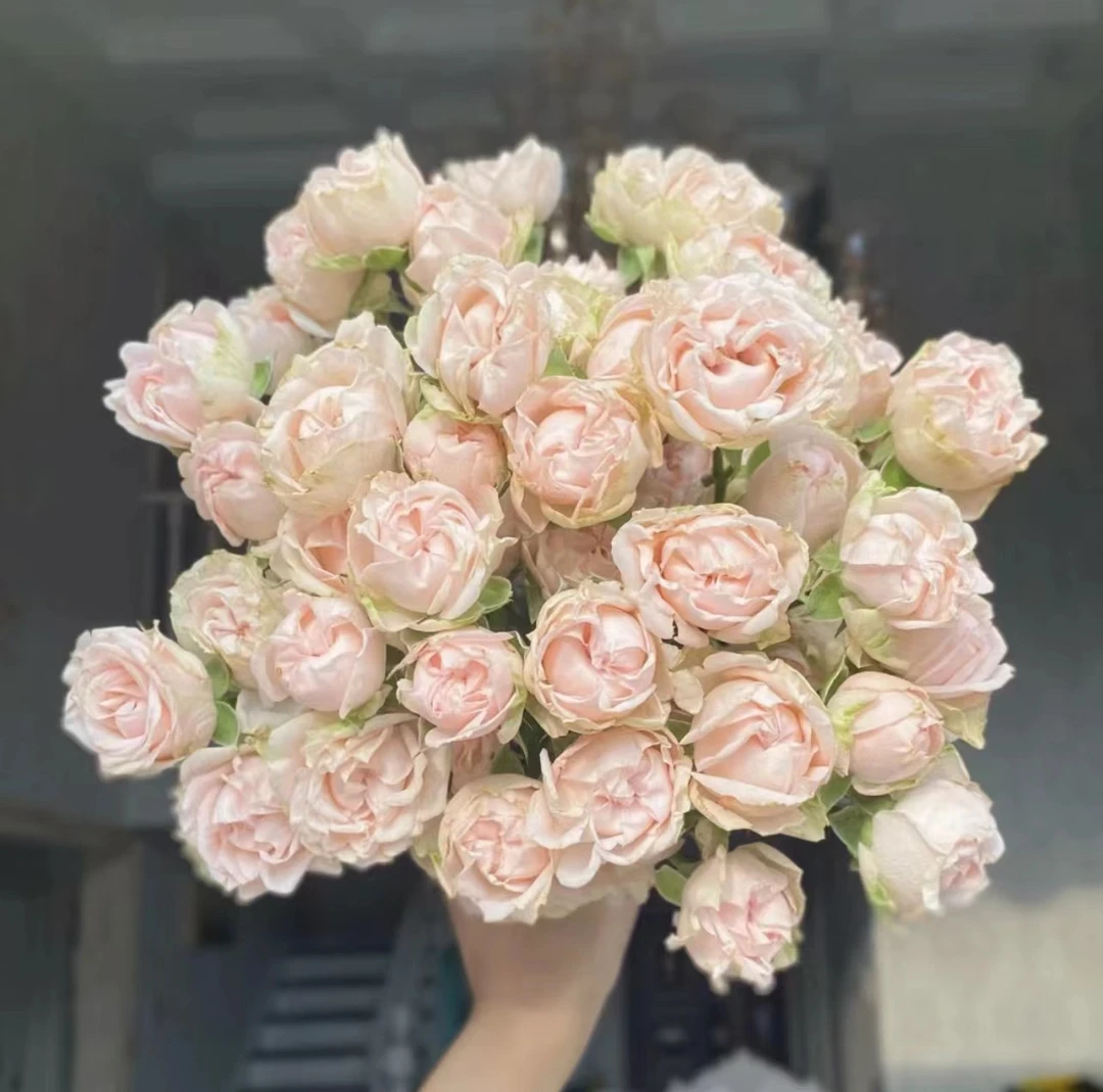 云南满园基地鲜花 ——【多头浪漫泡泡】10枝  包邮