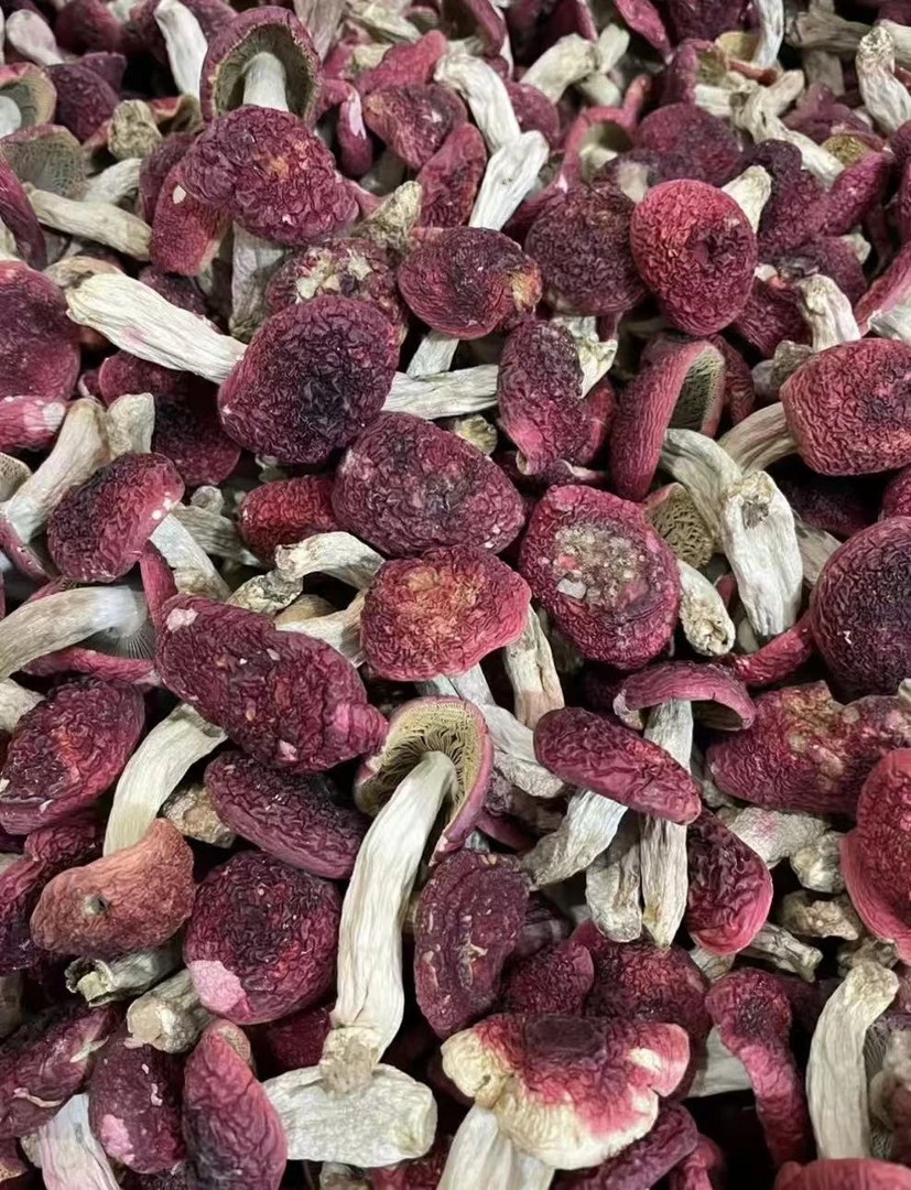 福建正宗农家红菇