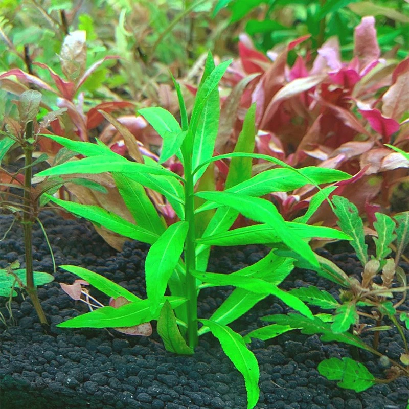 鱼缸造景活体淡水植物前景草非水草种子翡翠小柳水草水下叶中景