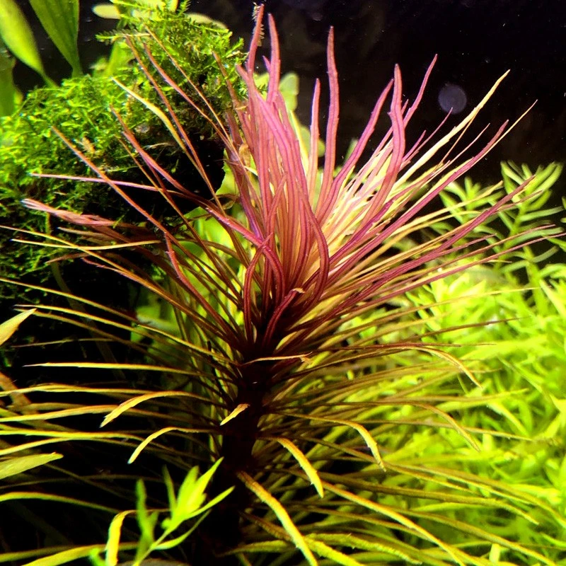 活体植物紫百叶 古巴叶底红 巴西百叶越南百叶中后景草淡水