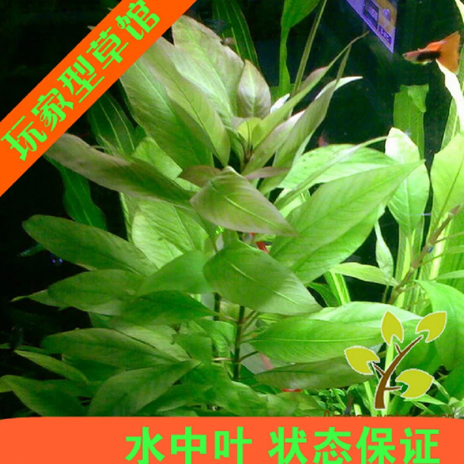 懒人易活鱼缸造景荷兰景淡水粉红柳大柳 自家水草 水中叶中景后景