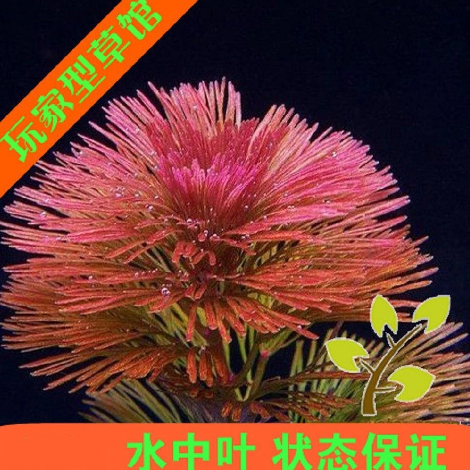 亚马逊水景馆 水草红菊花草Cabomba furcata Schult 群生很美6颗