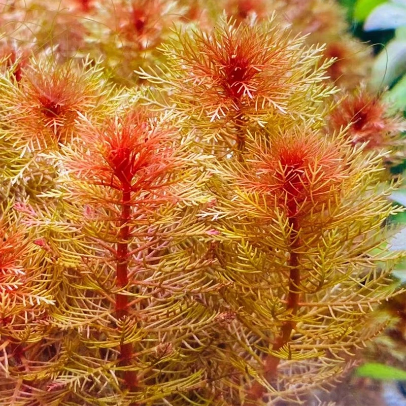 鱼缸造景水草日系红千层 自家生产红千层 水下叶活体植物