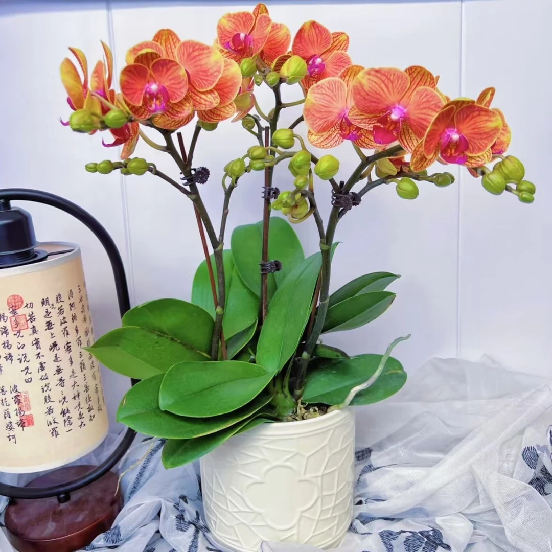 【花苞双剑】吉利蝴蝶兰开花花期长四季开花室内花卉开花好看