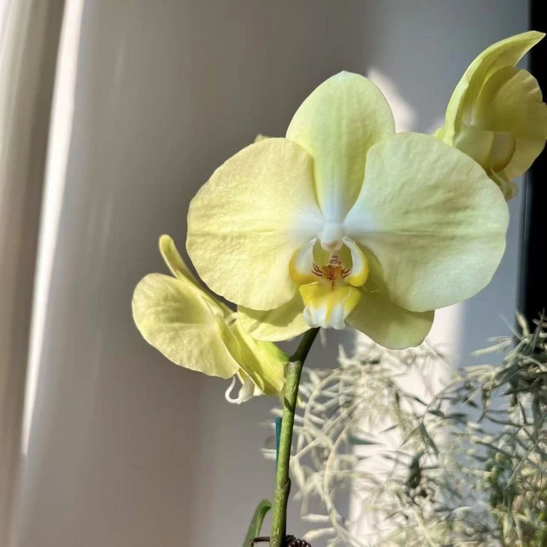【花苞双剑】青睐蝴蝶兰开花花期长四季开花室内花卉开花好看