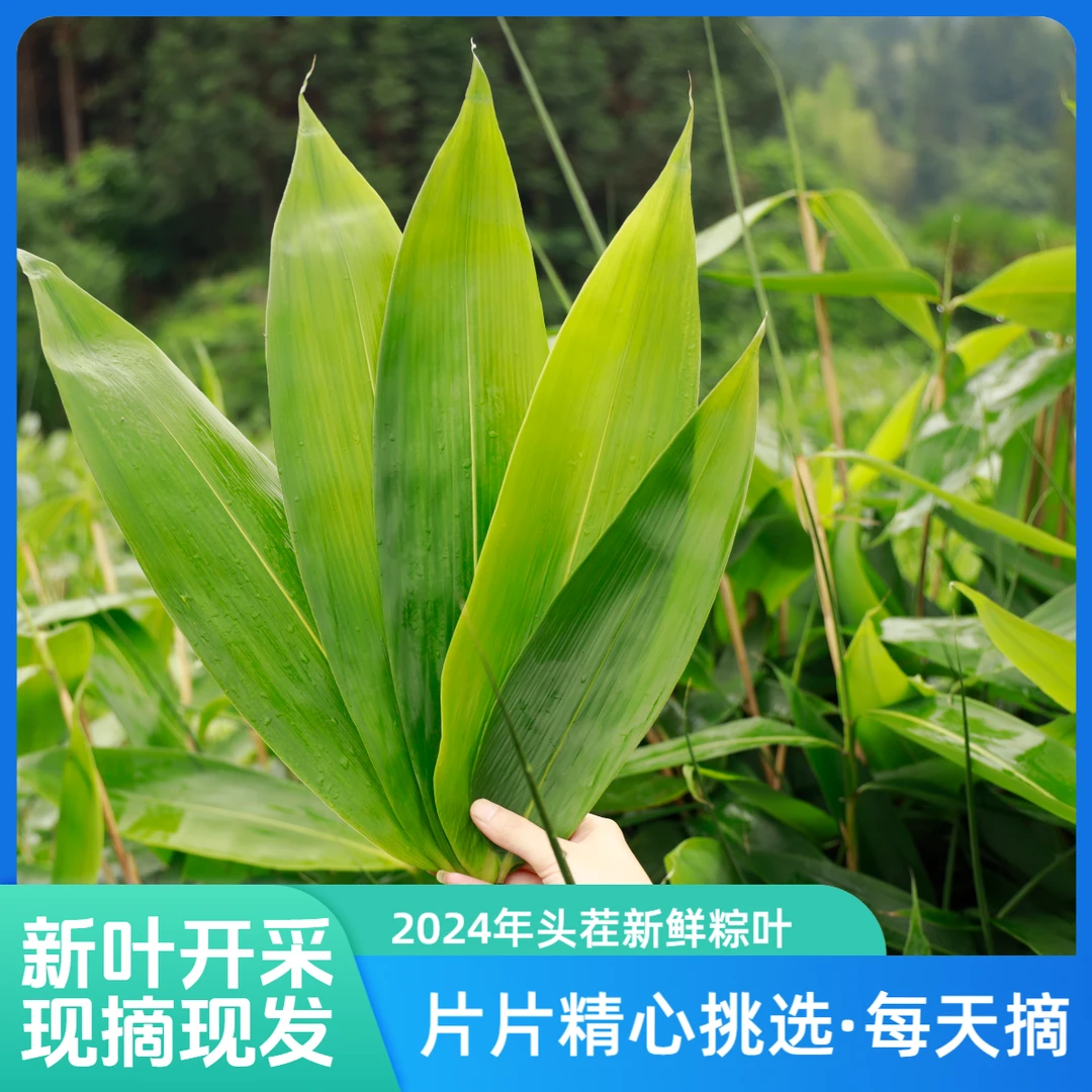 【粽叶】大号2024新鲜粽叶头茬100张湖南箬竹叶现摘天然包粽子端午