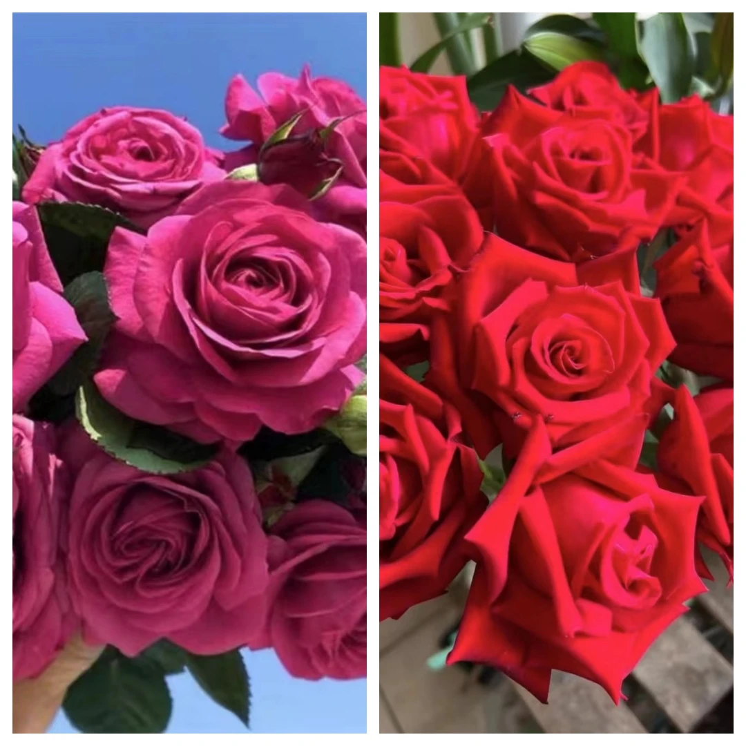 光光【红丝绒】+【紫美人】星花怒放花苞发货阳台养护月季花苗四季开