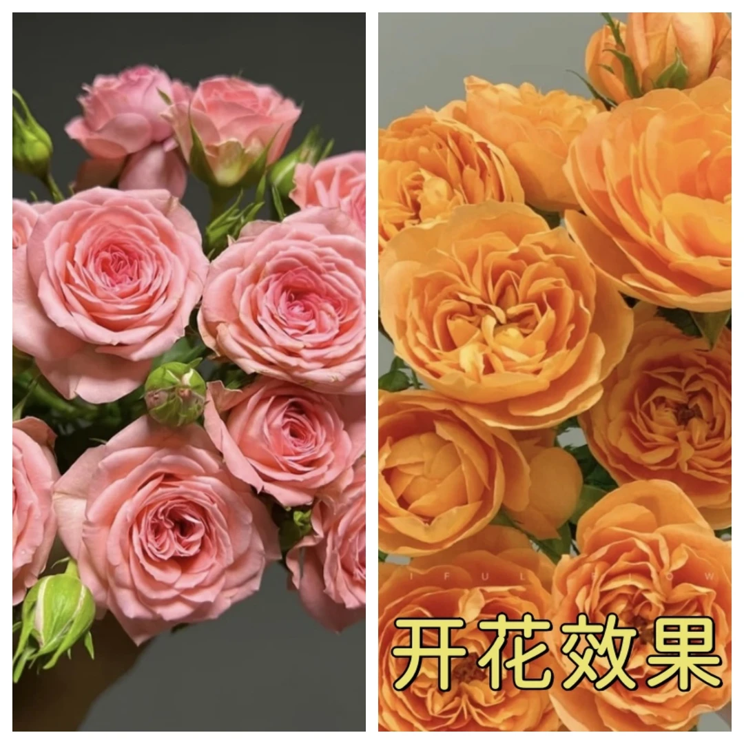 【9.9一盆】光光【果汁】+【仙度瑞拉】星花怒放月季