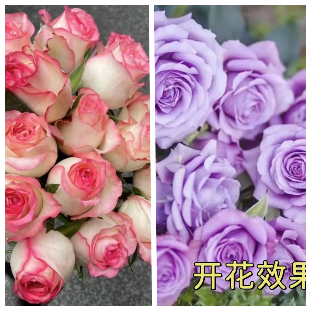 光光【艾莎】+【水王星】云南月季基地