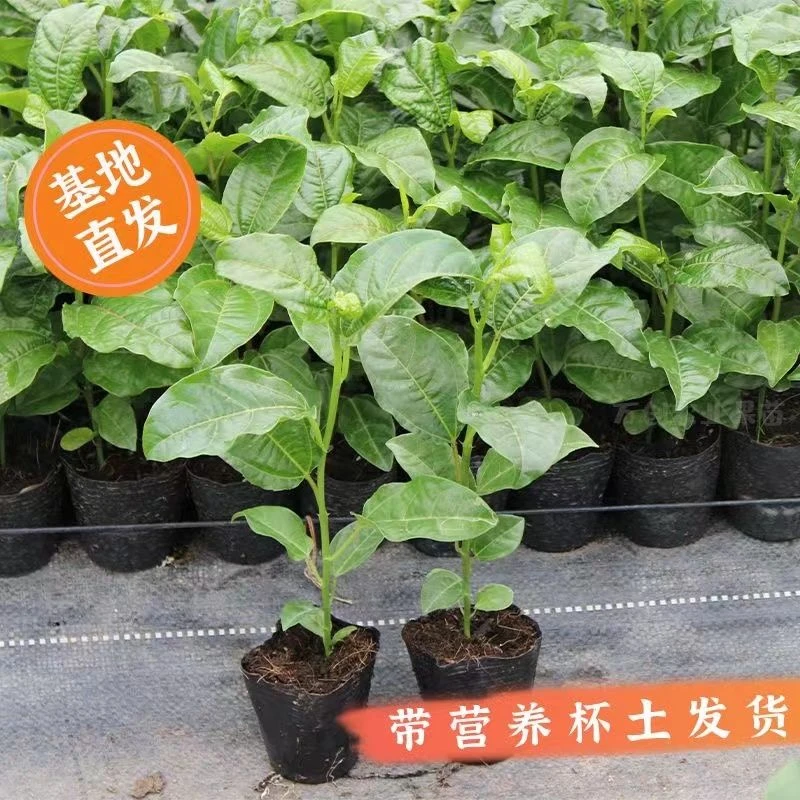 花园植物黄金品种四季爬藤不断盆栽地栽家庭庭院都可种植