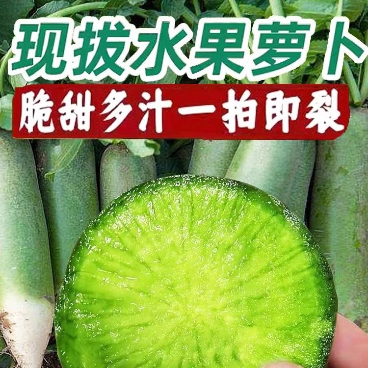 山东潍坊水果萝卜 脆爽甜辣 现拔现发