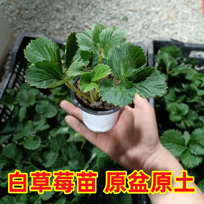 (4颗包邮)白草莓苗四季结果天使桃薰淡雪白雪公主粉玉草莓苗秧