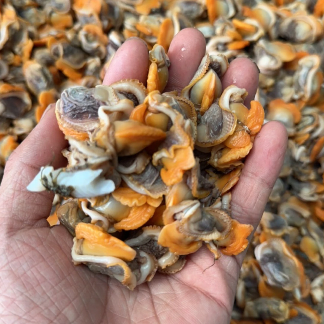 丹东东港赤贝肉 4斤装 鲜熟发货
