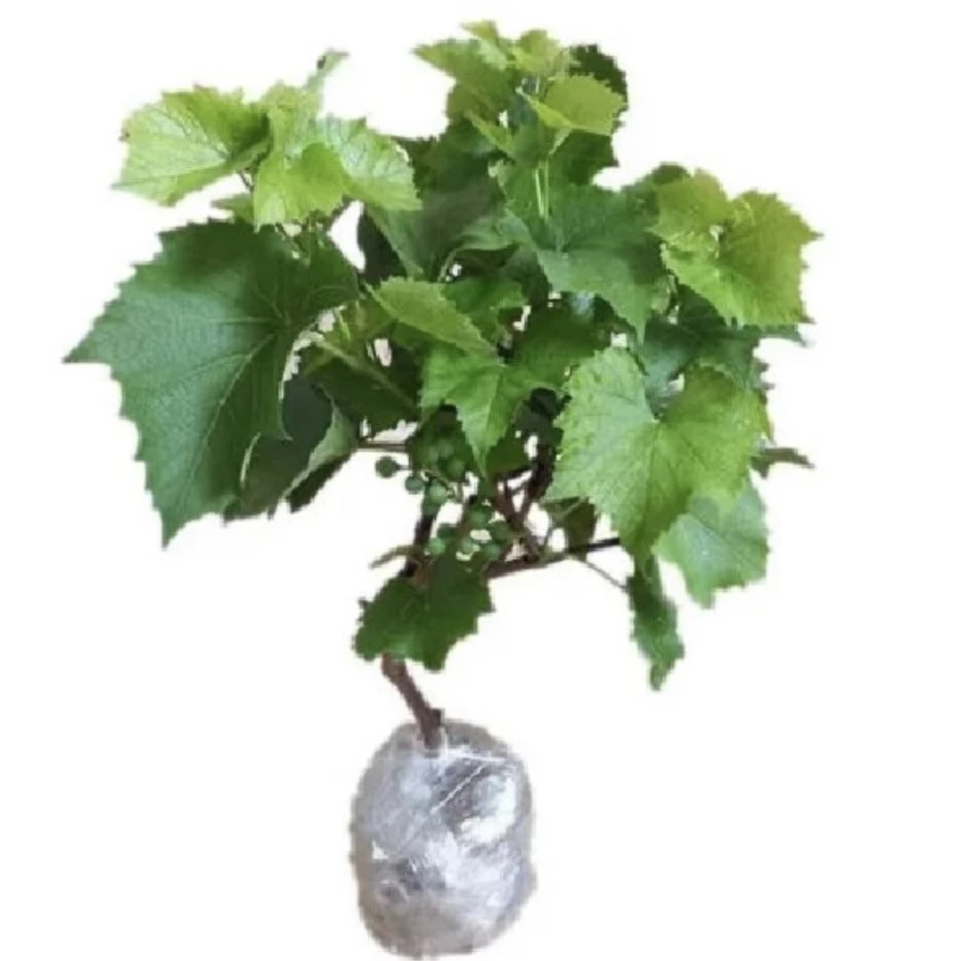 盆栽 地栽 南北方种植带土带叶
