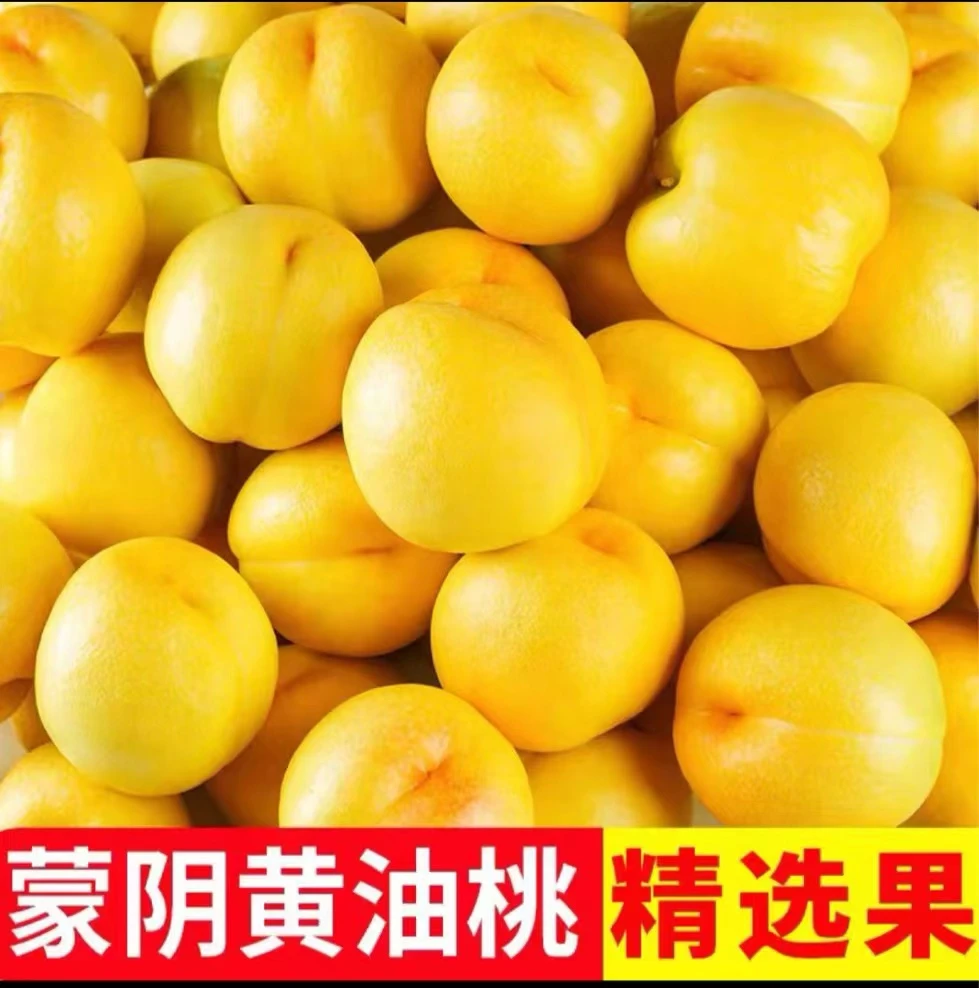 山东蒙阴黄油桃 脆甜爽口 软糯香甜 现摘现发