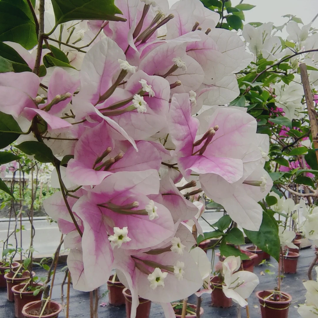 漳红樱 三角梅 百变花蝴蝶 喜阳花卉基地直发 养护光照土壤浇灌