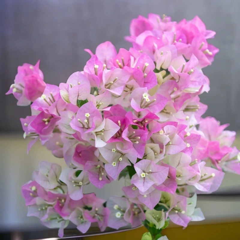 ​三角梅 绿樱 仙气满满 艳而不俗 清新秀美  像仙女一般的存在