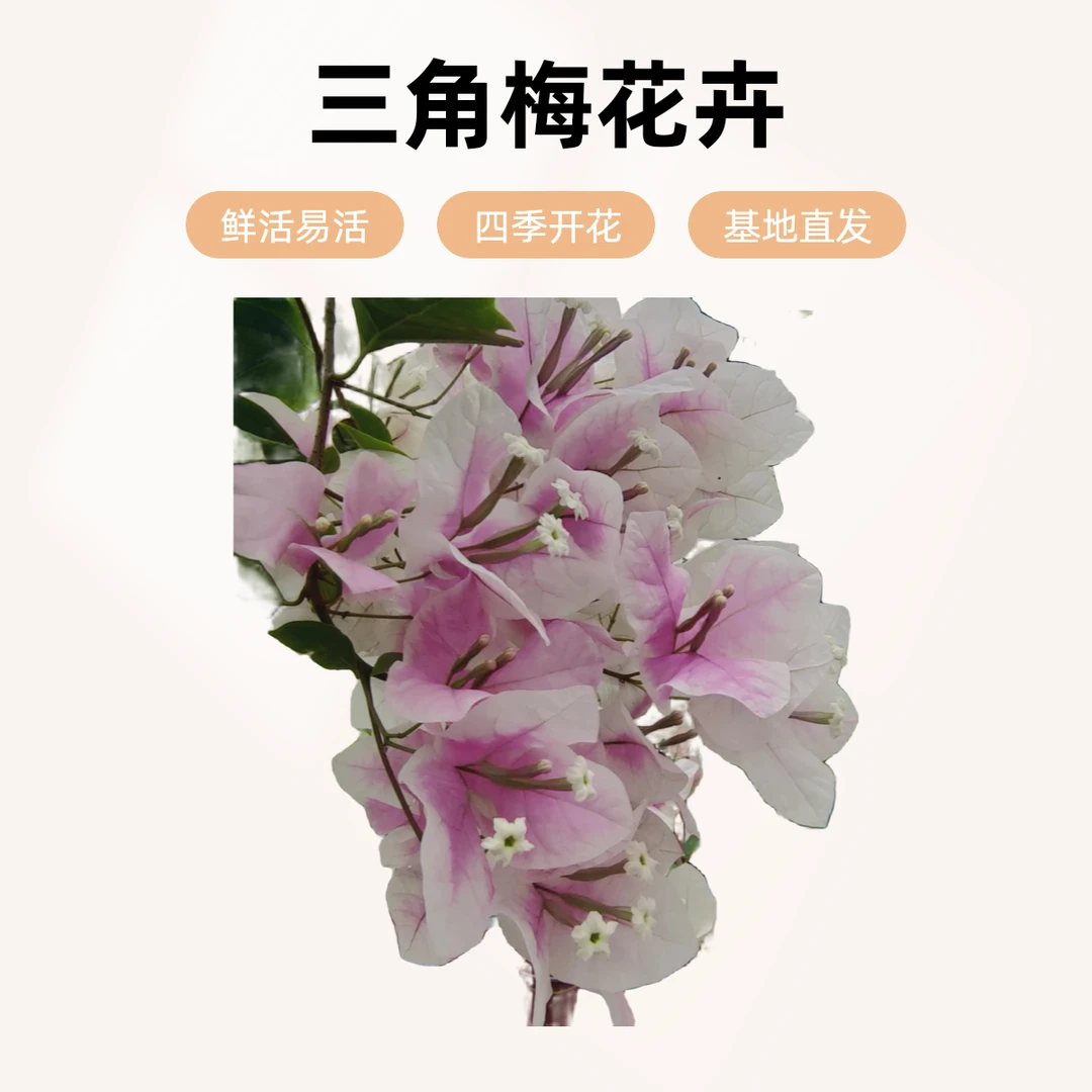 【三角梅花卉 】一物一拍88–200 勤花四季开花基地直发土壤鲜活养护