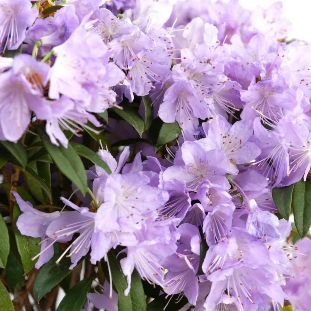 【书与华】蓝山雀欧洲进口5年老桩盆栽，庭院/阳台种植，国庆节好礼