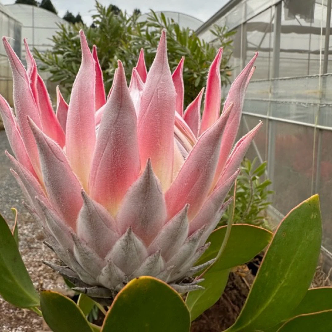 无品牌【书与华】粉帝王1年半苗，庭院/阳台种植，国庆节好礼