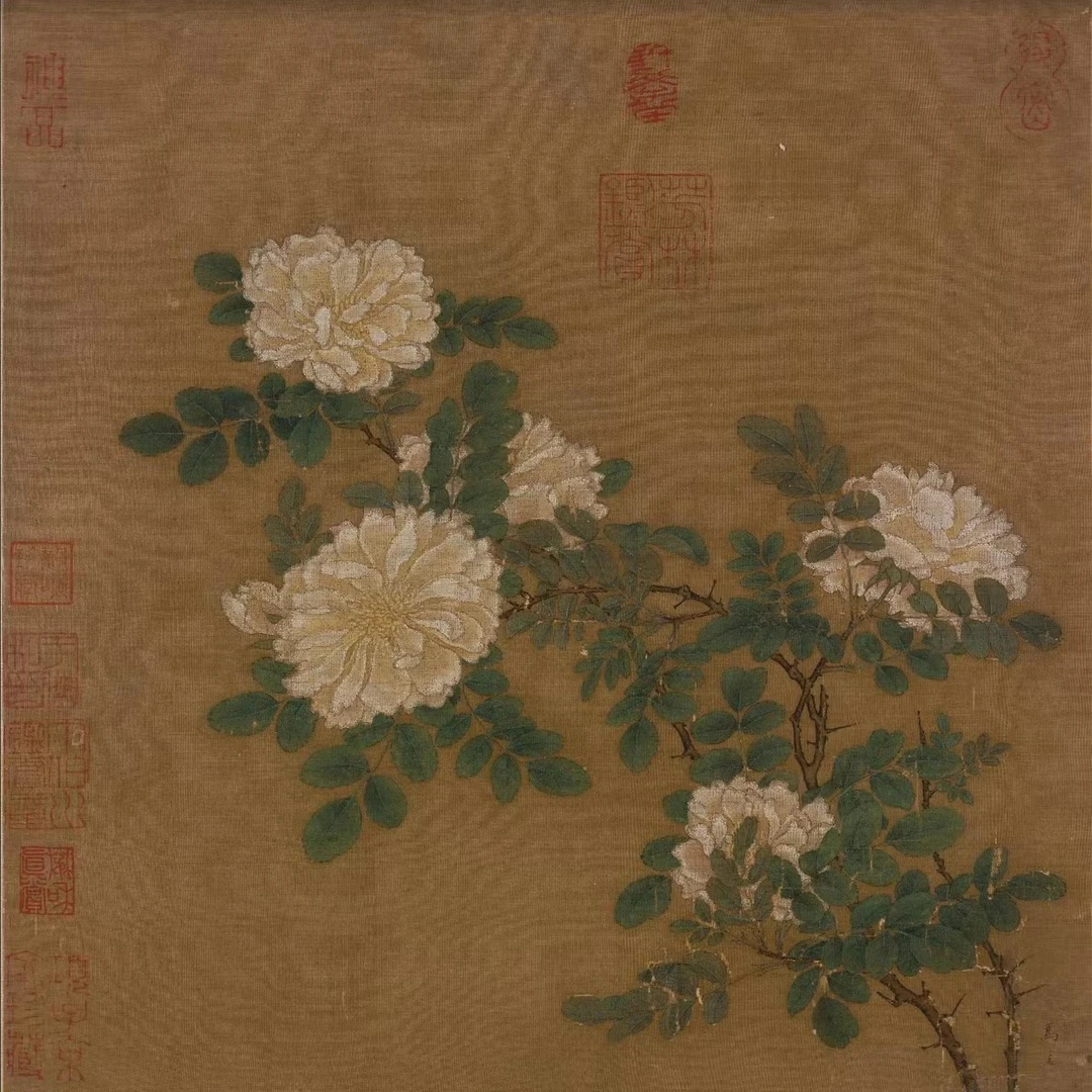 工笔国画纸本宋画之《白蔷薇图》课