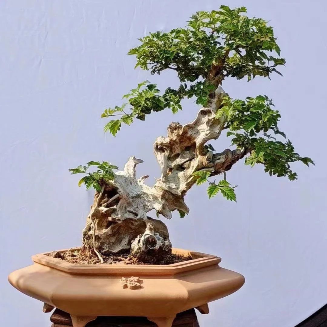 黄荆老桩盆景 一物一拍 直播素材花卉美观