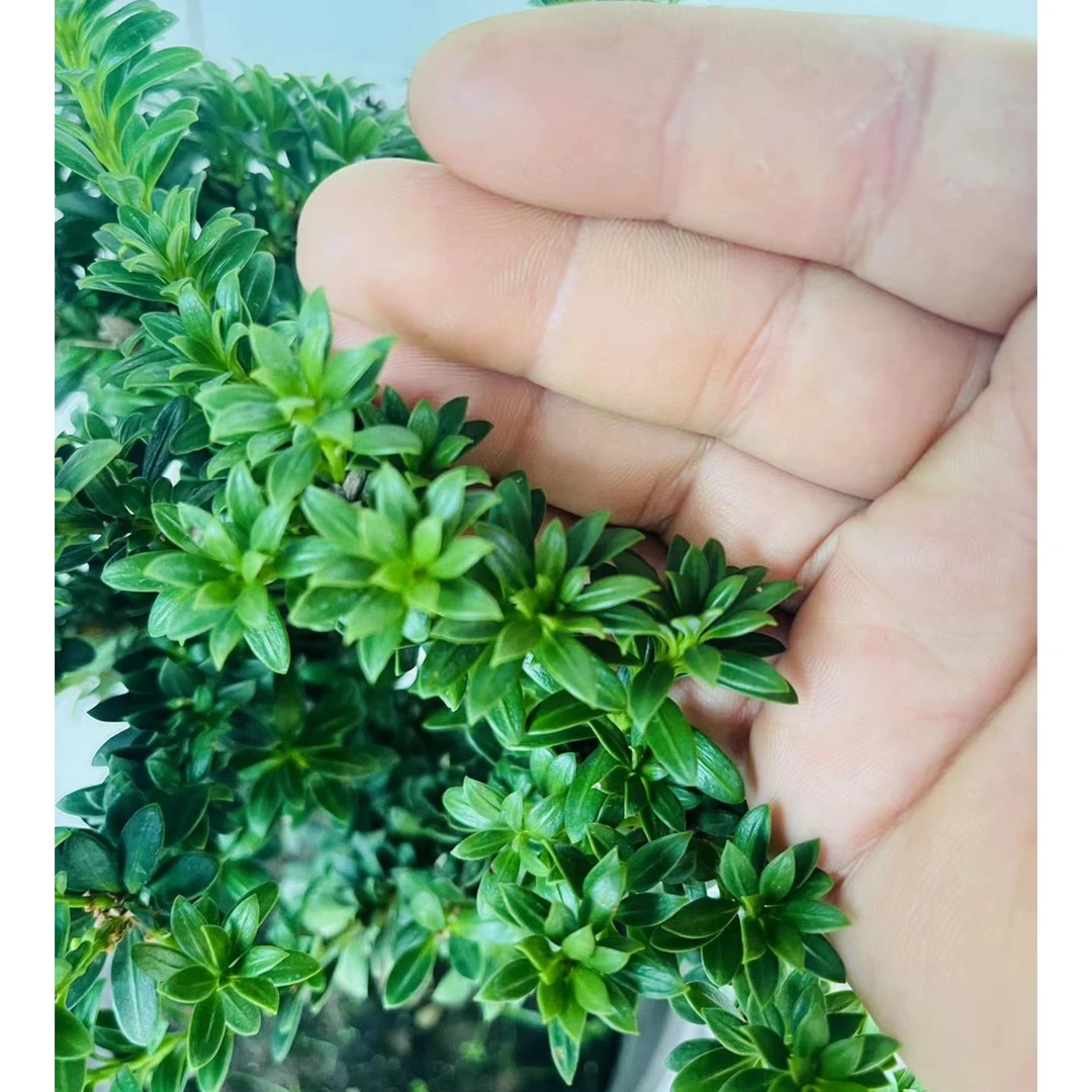 黑珍珠罗汉松造型树素材植物原生树与嫁接罗汉松发货尺寸