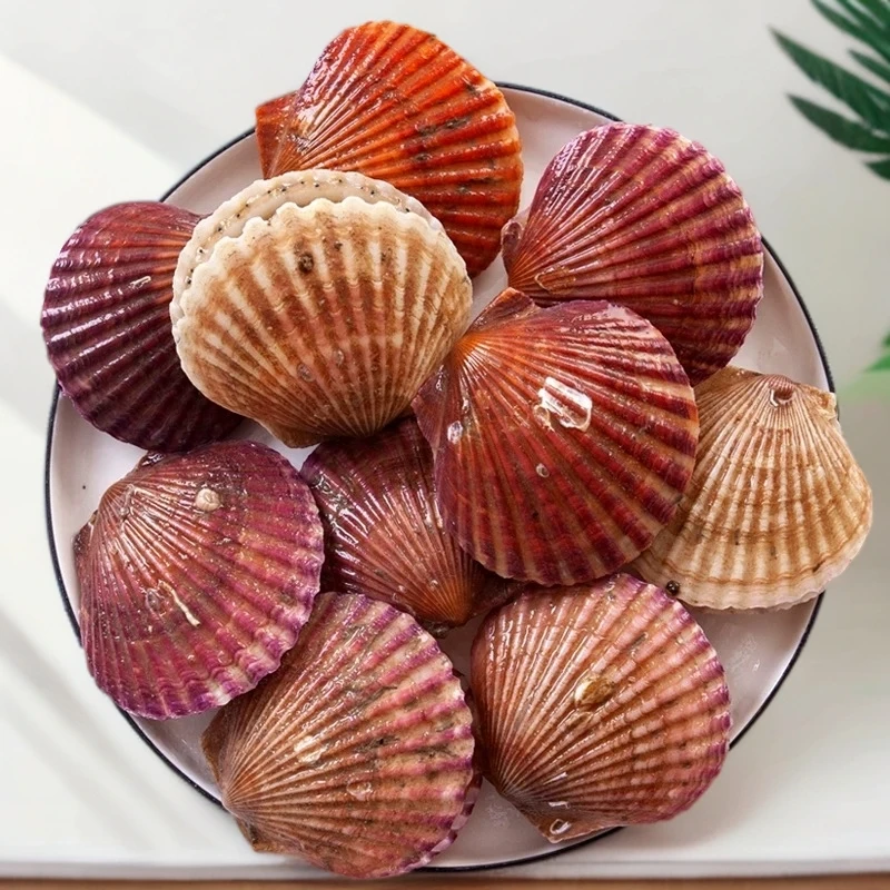 新鲜扇贝 港湾扇贝 小红贝 保鲜不包活 5斤装 顺丰包邮