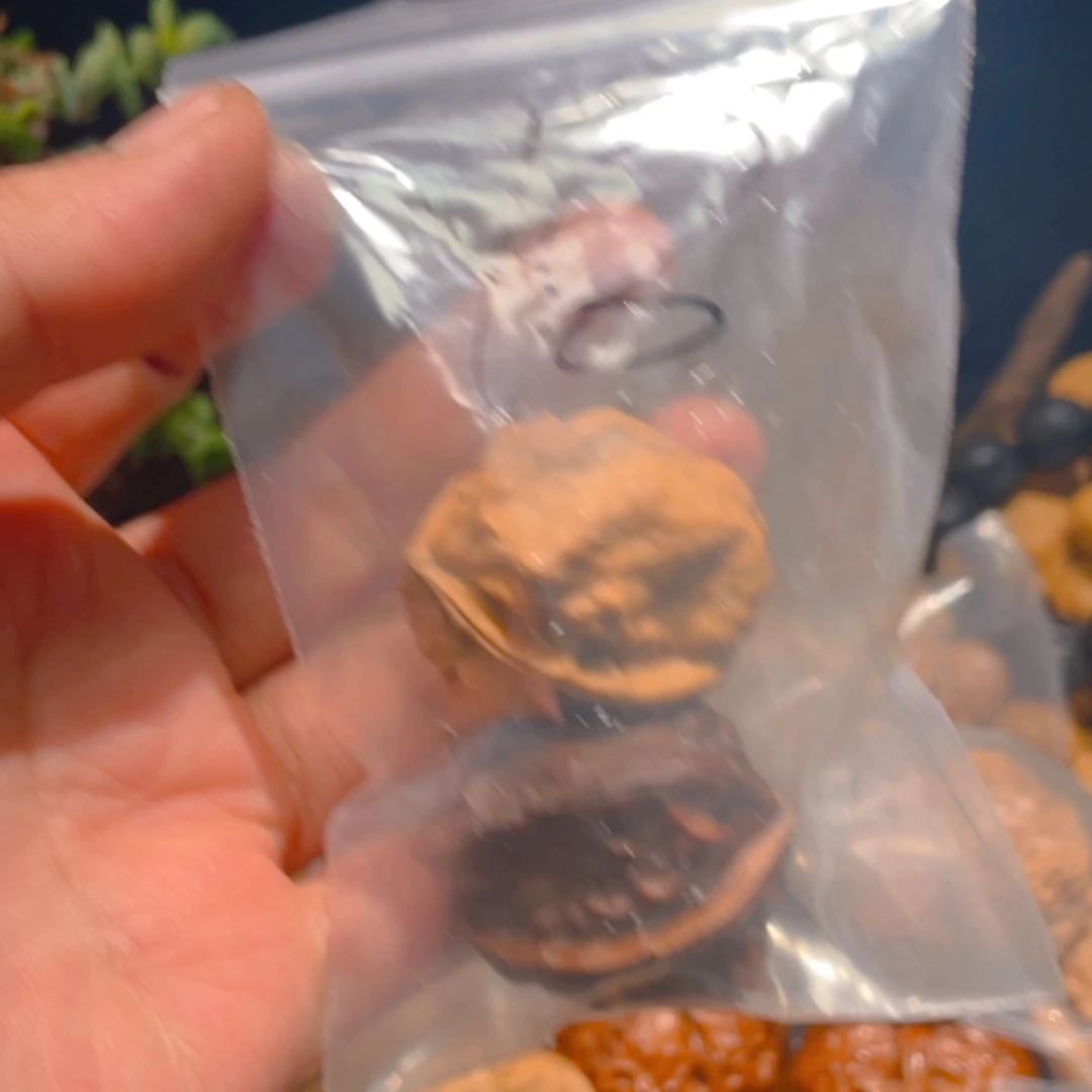 【闪购商品】文玩核桃把件八**三18