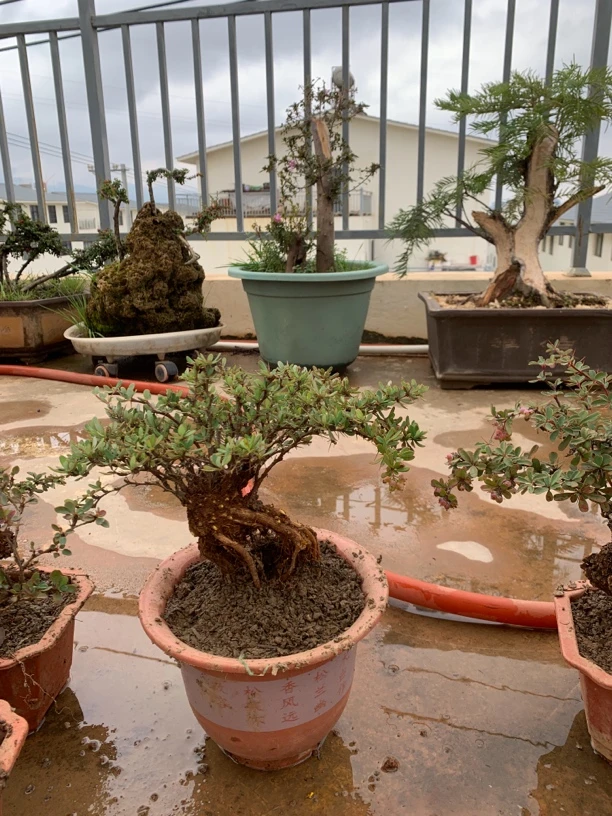 直播间榆树盆景一物一拍没直播时请勿慎拍金花小檗舍利子石楠花