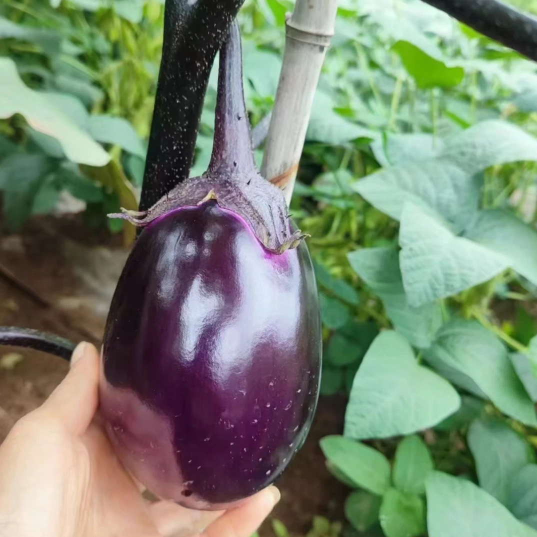 贵州当季绿色露天种植秋茄子圆茄子茄子圆茄子新鲜紫红