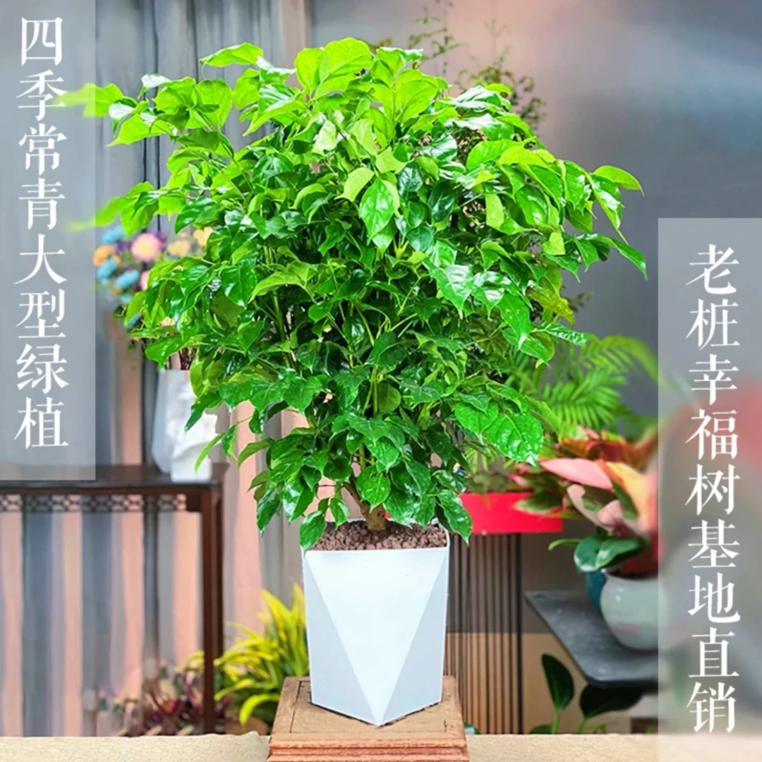 【幸福树60cm-70cm】室内客厅办公前台盆景净化空气美化环境盆栽