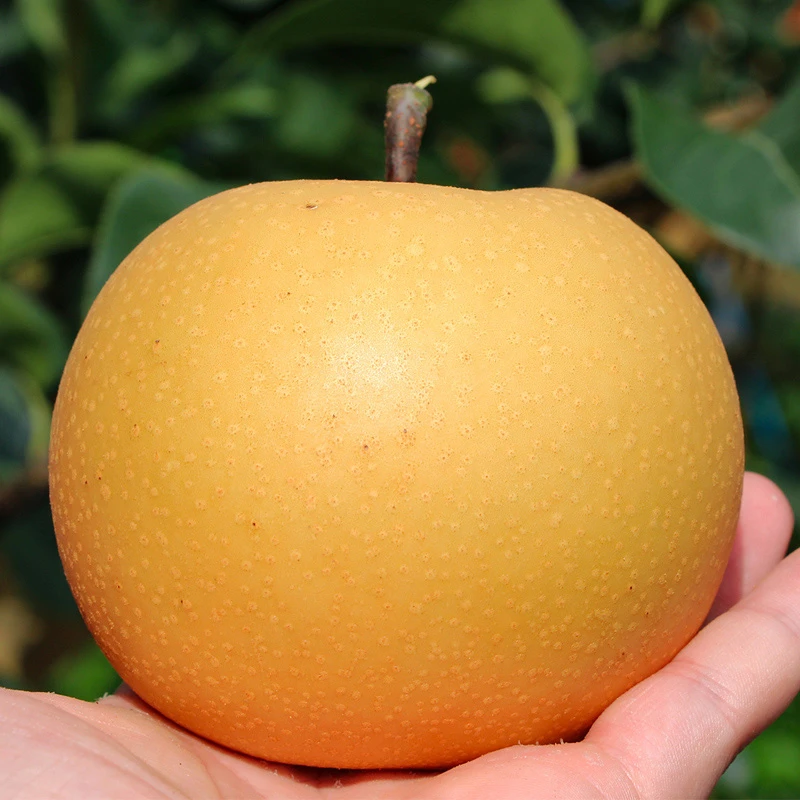 1烟台莱阳秋月梨新鲜冰糖梨当季水果生梨现摘整箱超甜大果皮薄