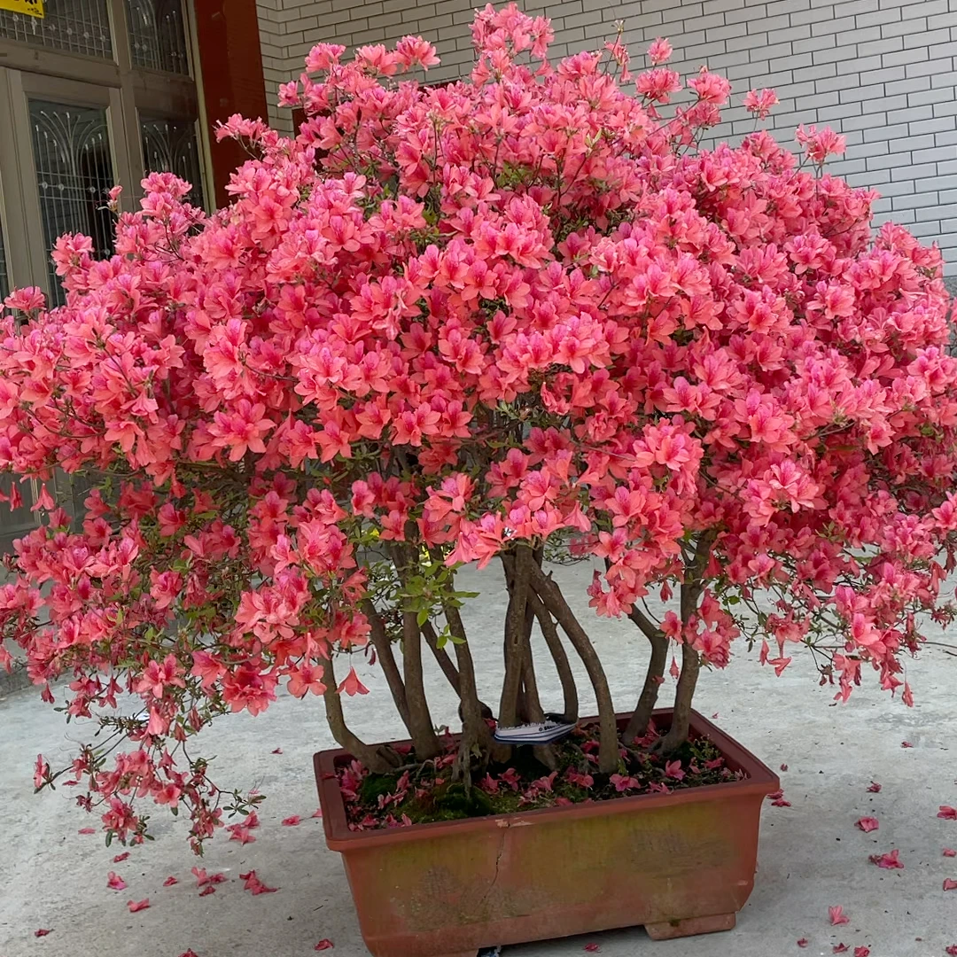 大别山先花后叶映山红 红花全冠 盆景