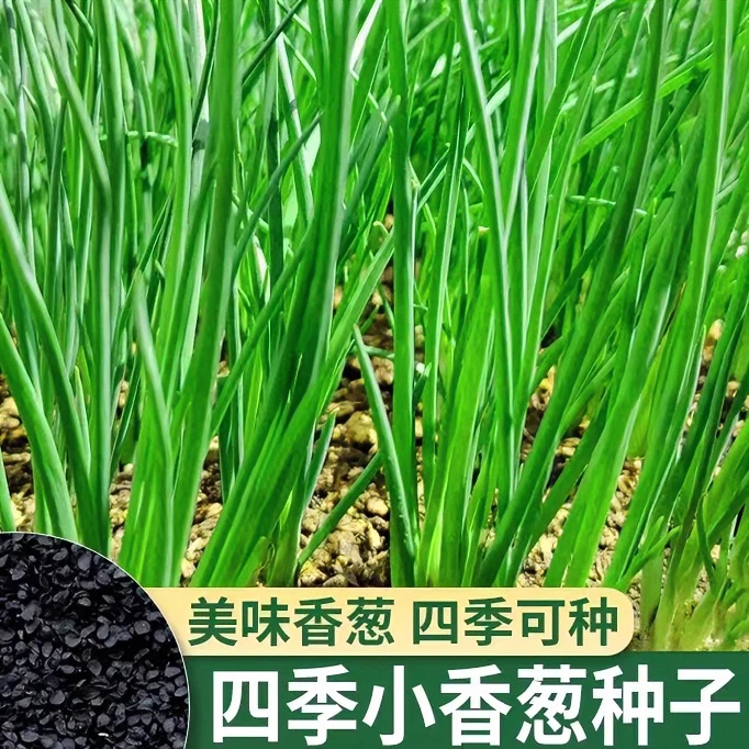 四季小香葱种子易种易活蔬菜育苗阳台室内盆栽葱种子家庭菜种子
