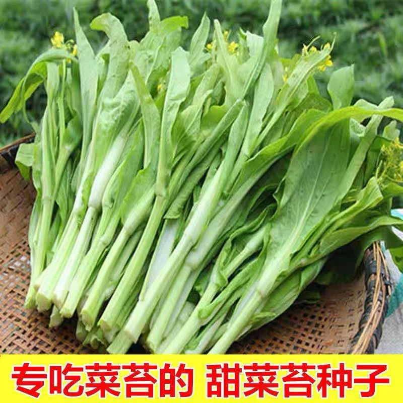 白菜苔种子种籽菜种菜苔四季菜心蔬菜孑菜芯白菜苔菜籽农家耐寒菜
